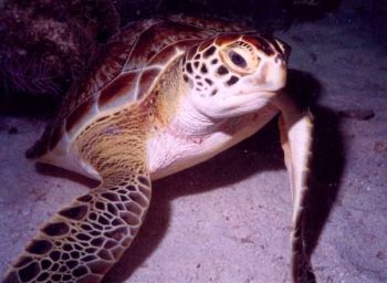 This adorable Green Turtle seemed to want to pose and sho... by Robyn Churchill 